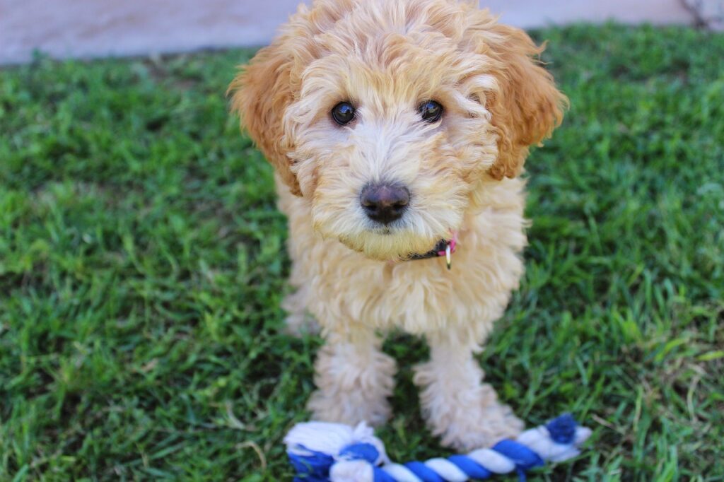 How to Determine Your Labradoodle Puppy's Coat Type Pawfect Review