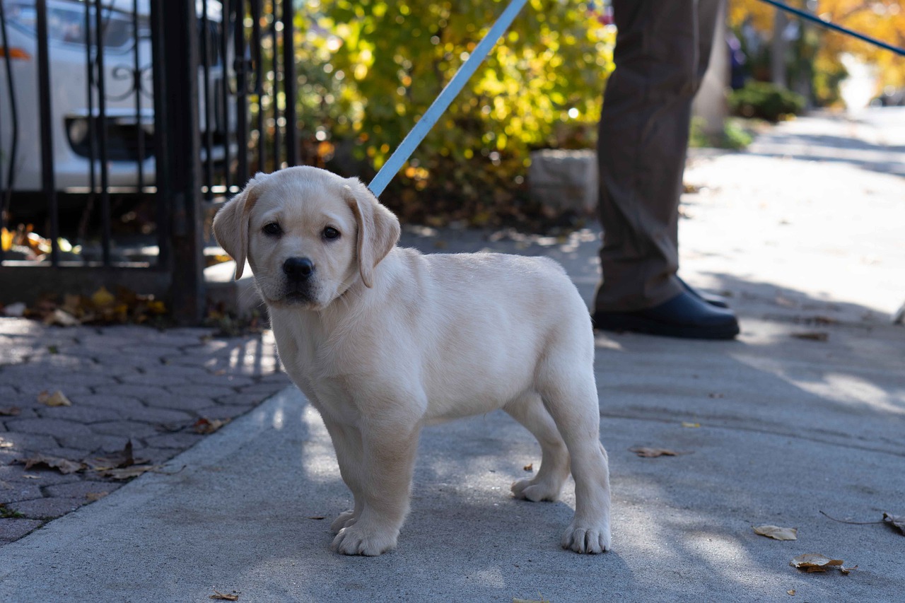 how-far-can-a-12-week-old-puppy-walk-pawfect-review